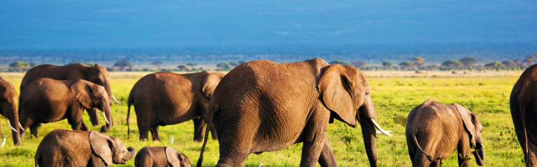 kenya